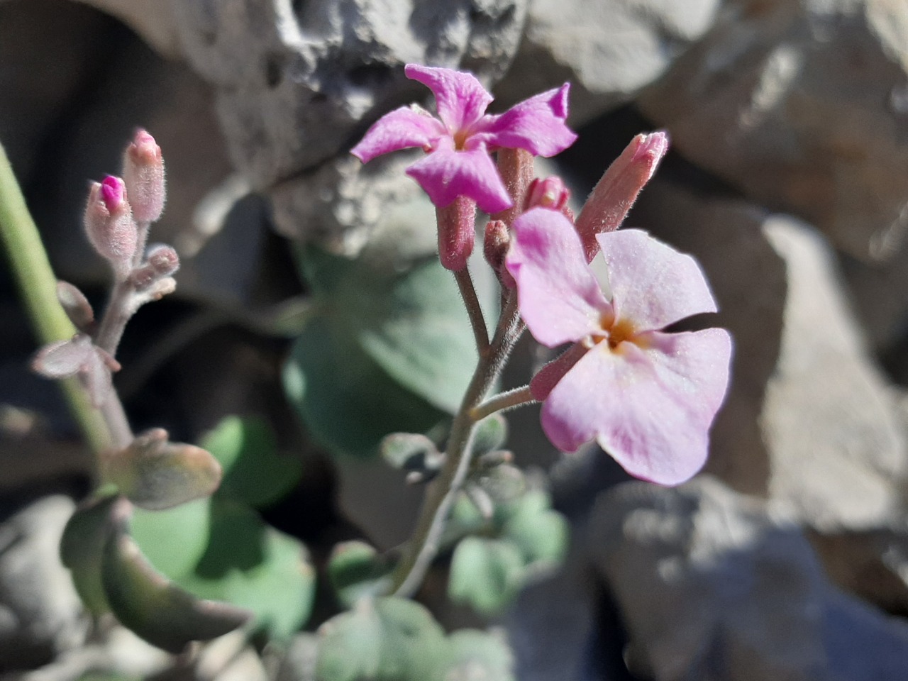 Ricotia davisiana