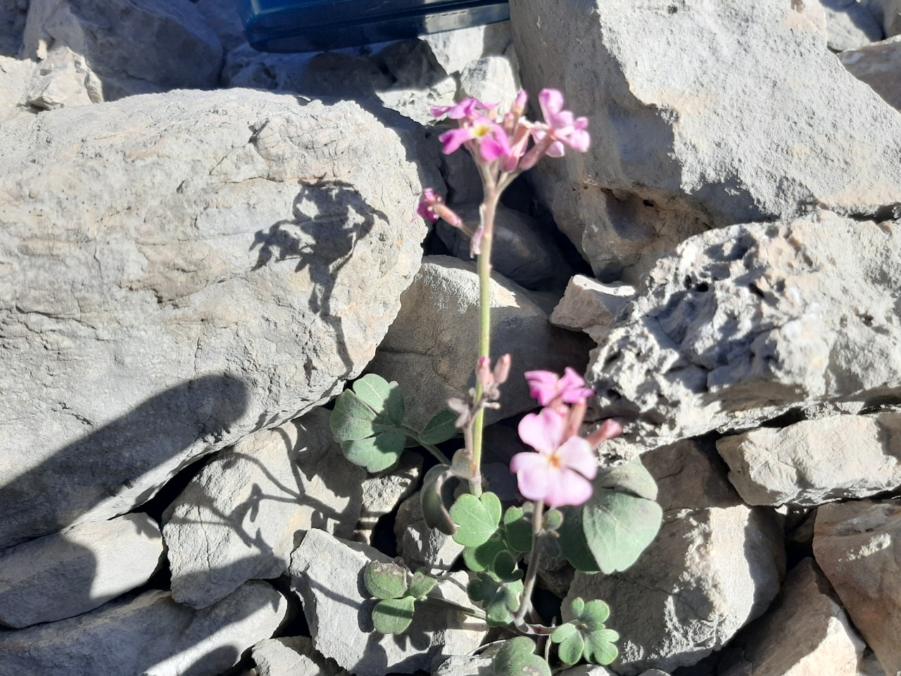 Ricotia davisiana