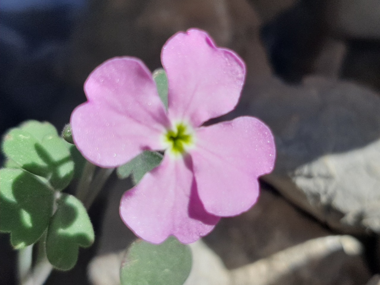 Ricotia davisiana