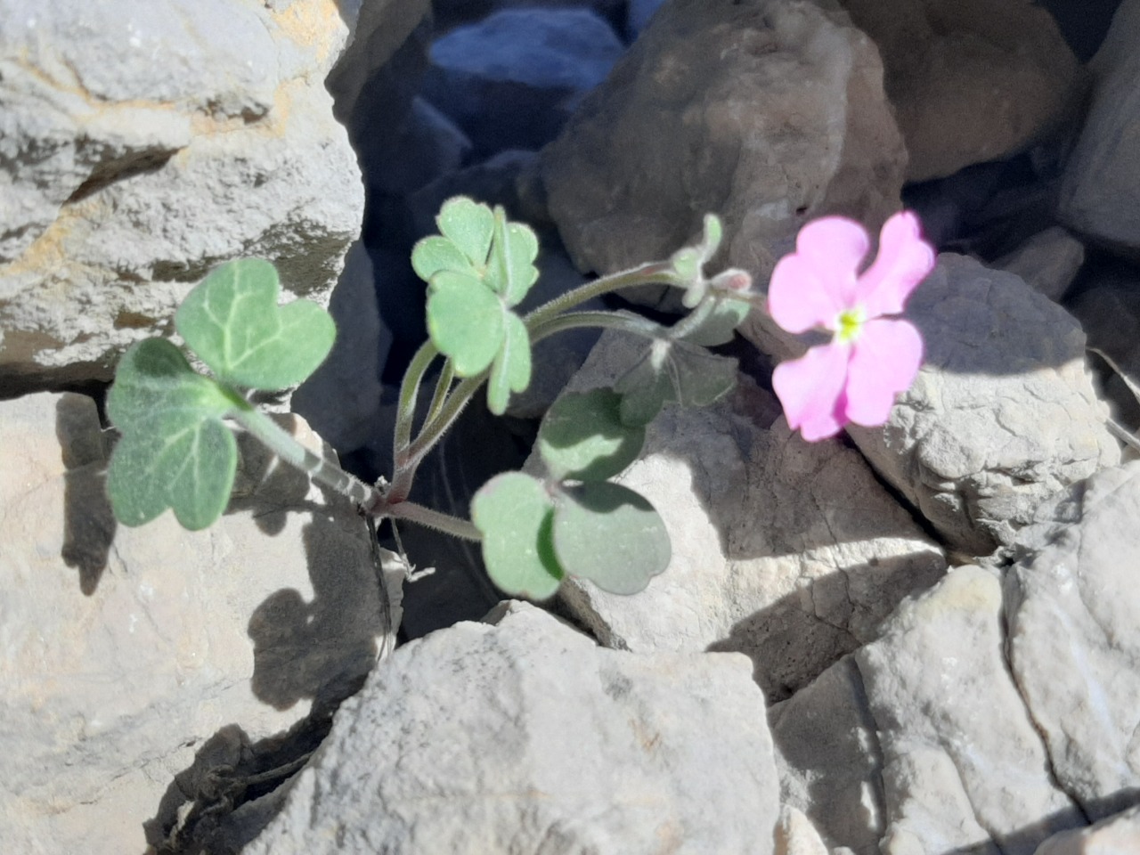 Ricotia davisiana