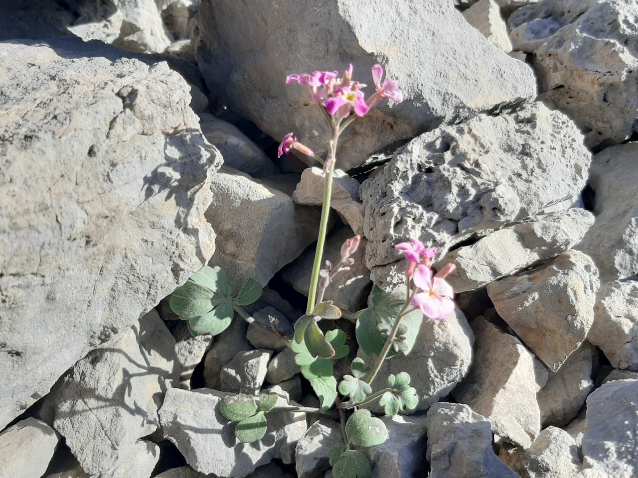Ricotia davisiana