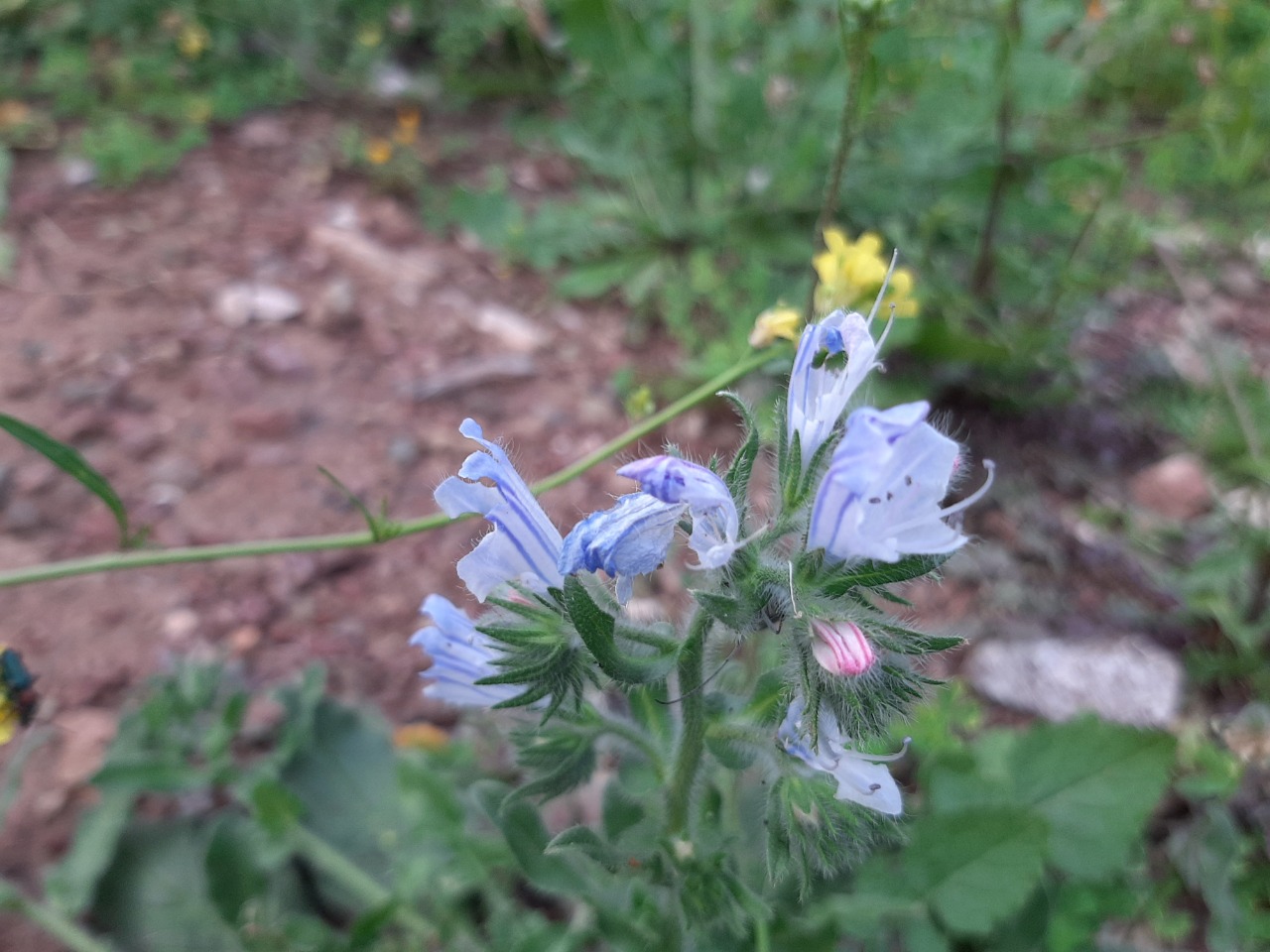 Echium parviflorum