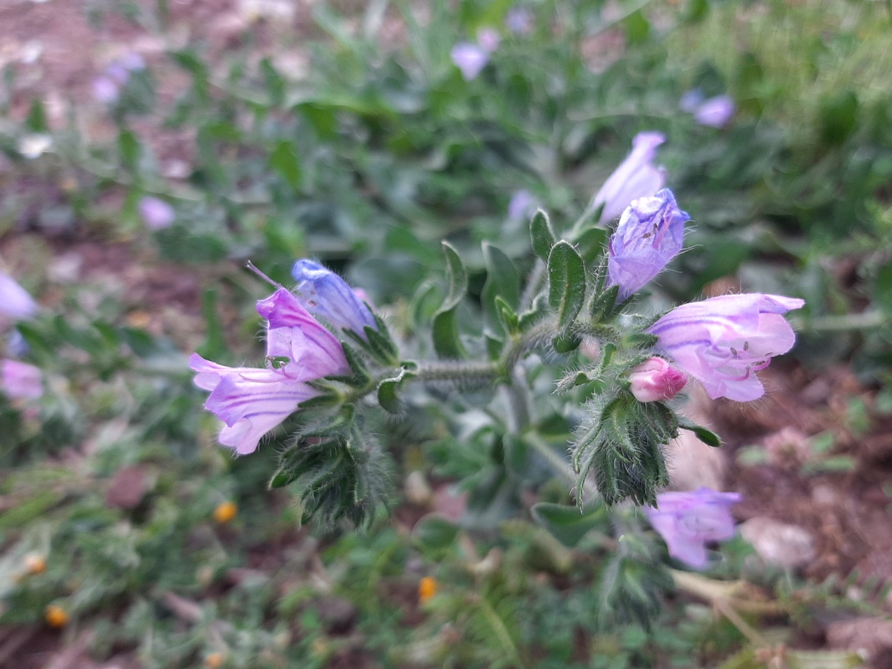 Echium parviflorum