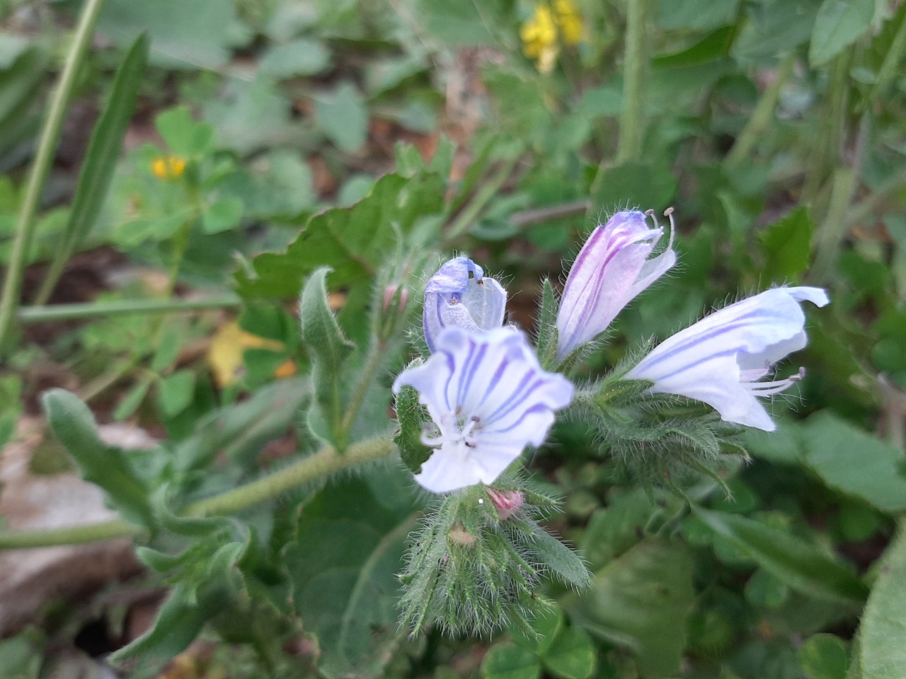 Echium parviflorum