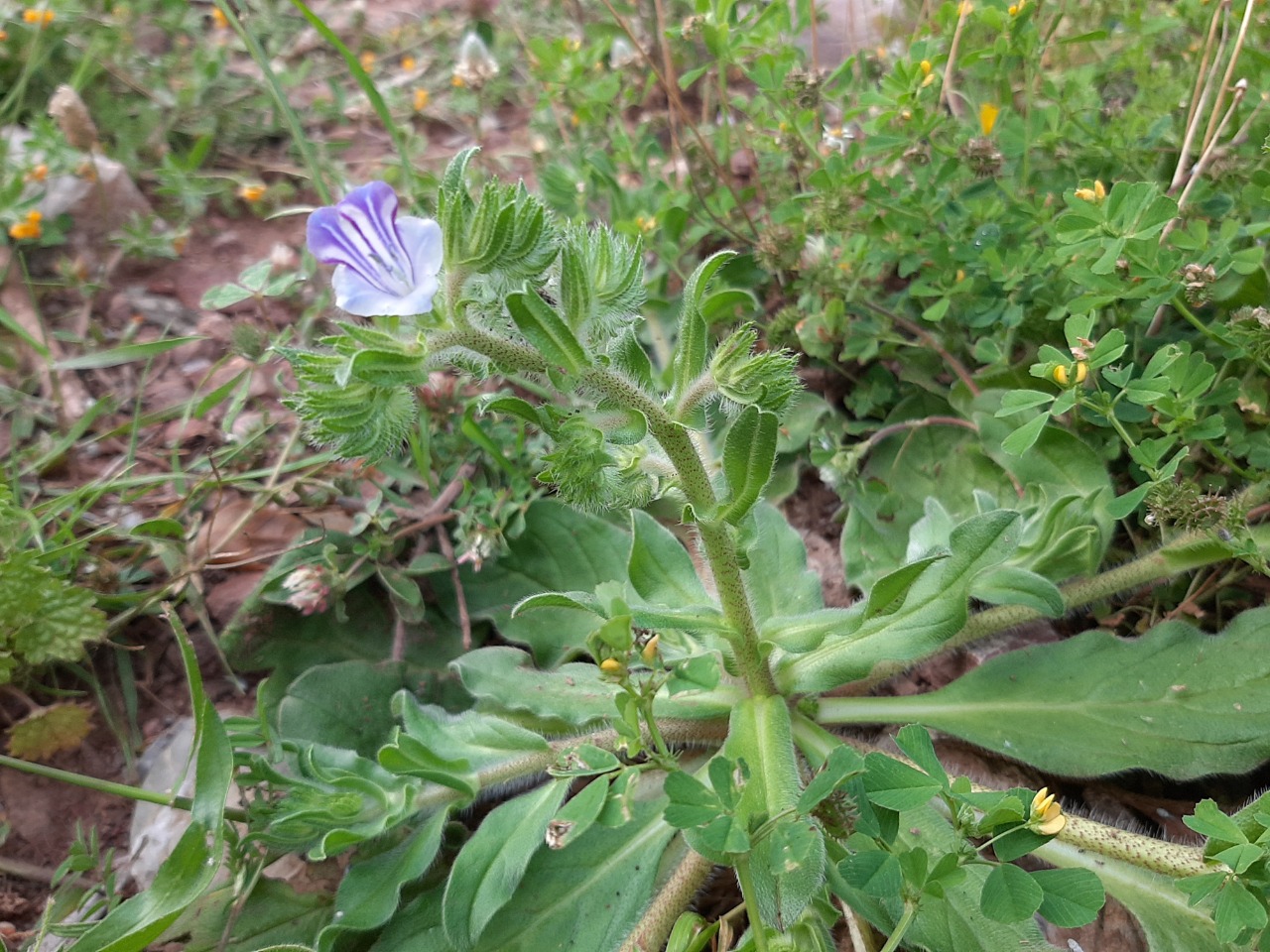 Echium parviflorum