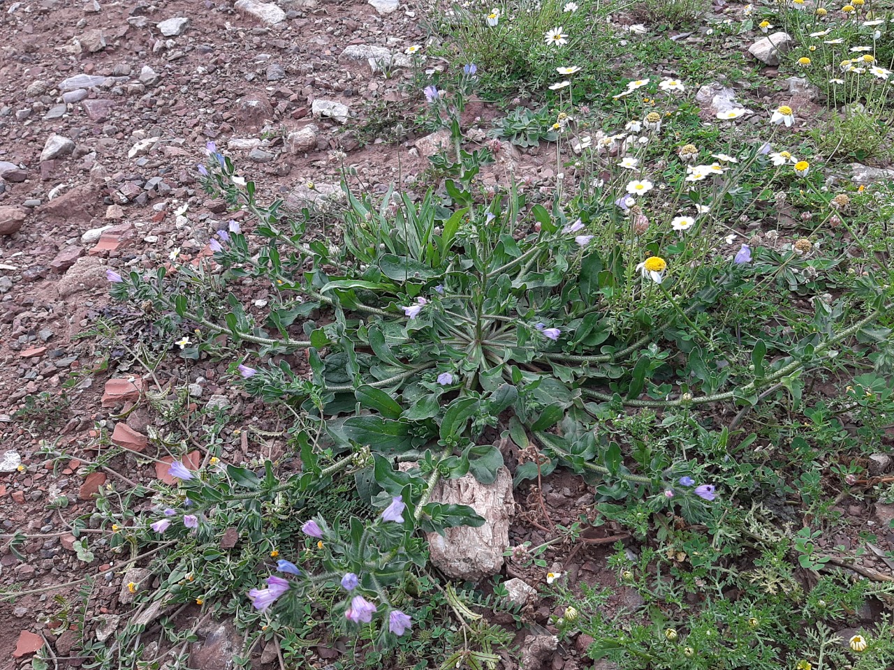 Echium parviflorum