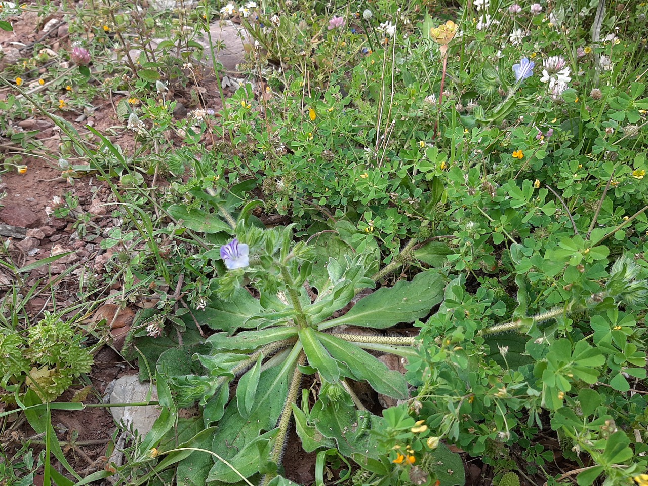 Echium parviflorum
