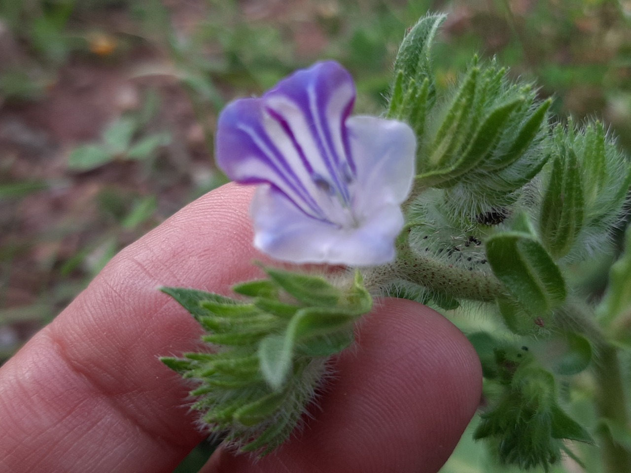 Echium parviflorum