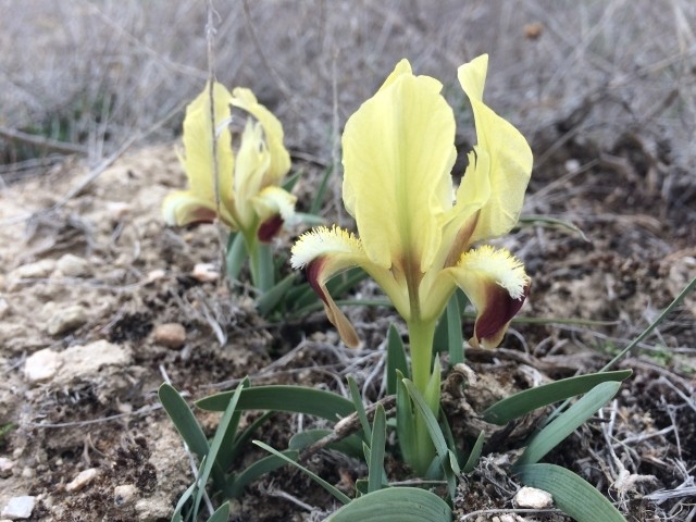 Iris pumila