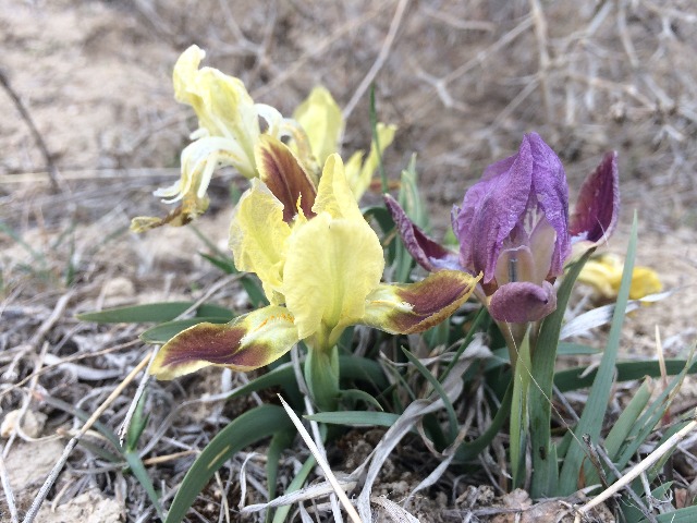 Iris pumila