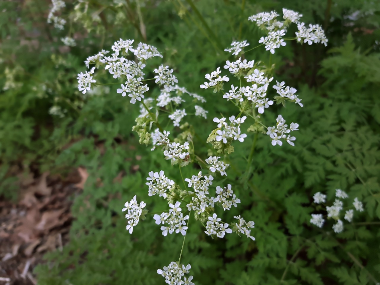 Anthriscus lamprocarpa