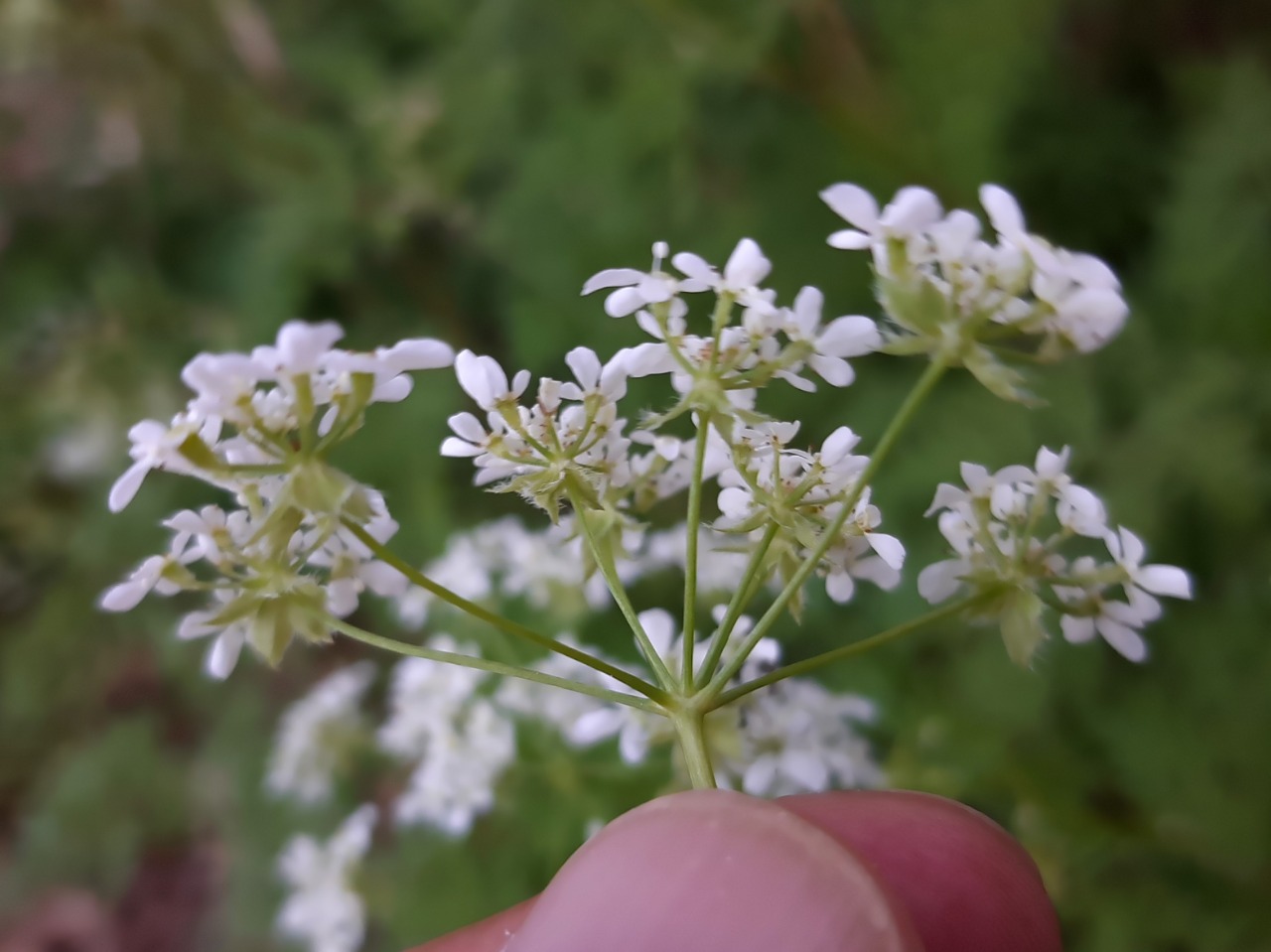 Anthriscus lamprocarpa