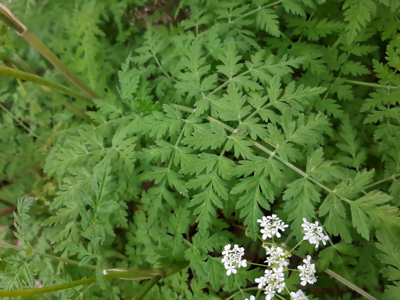 Anthriscus lamprocarpa