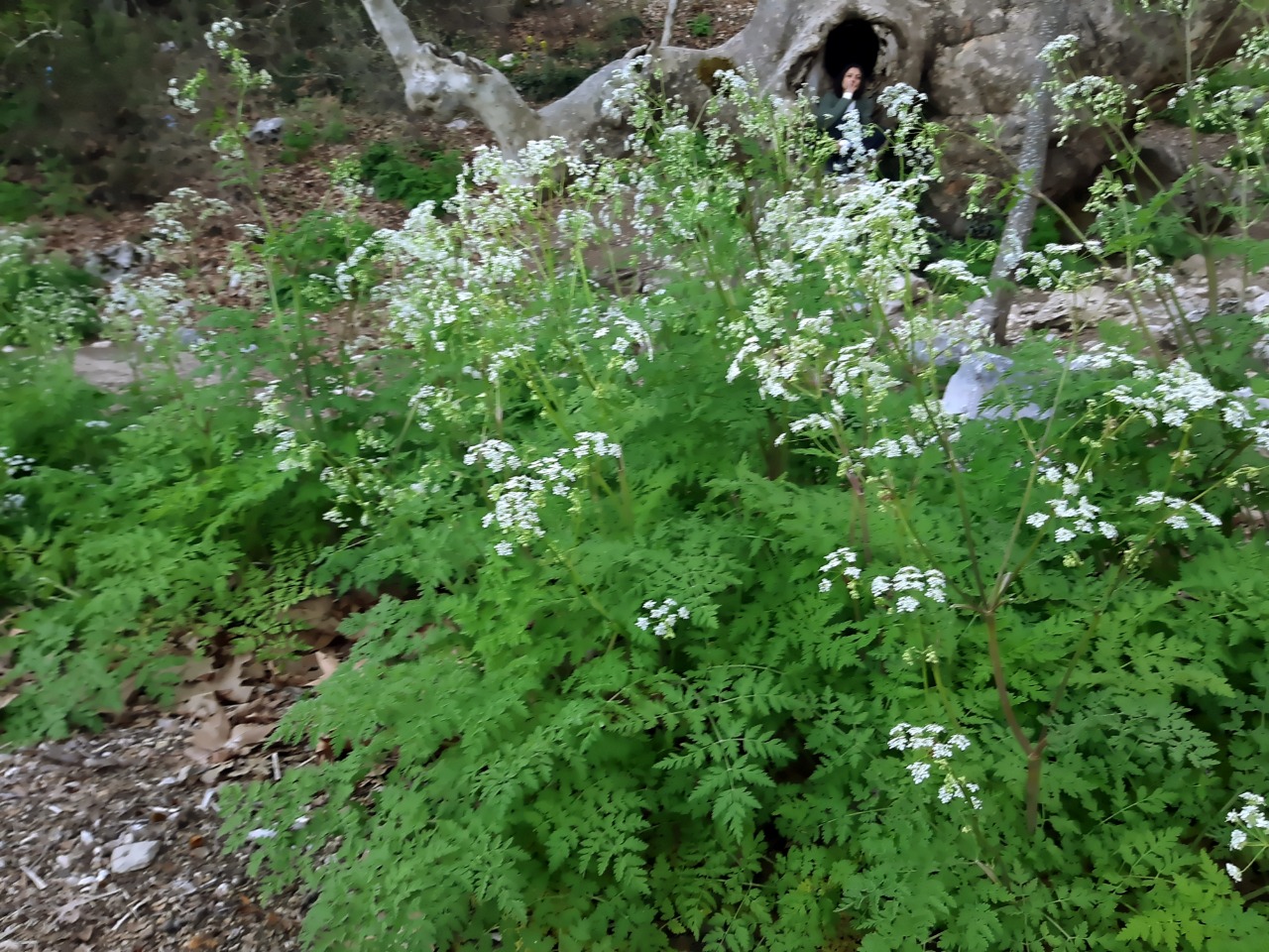 Anthriscus lamprocarpa