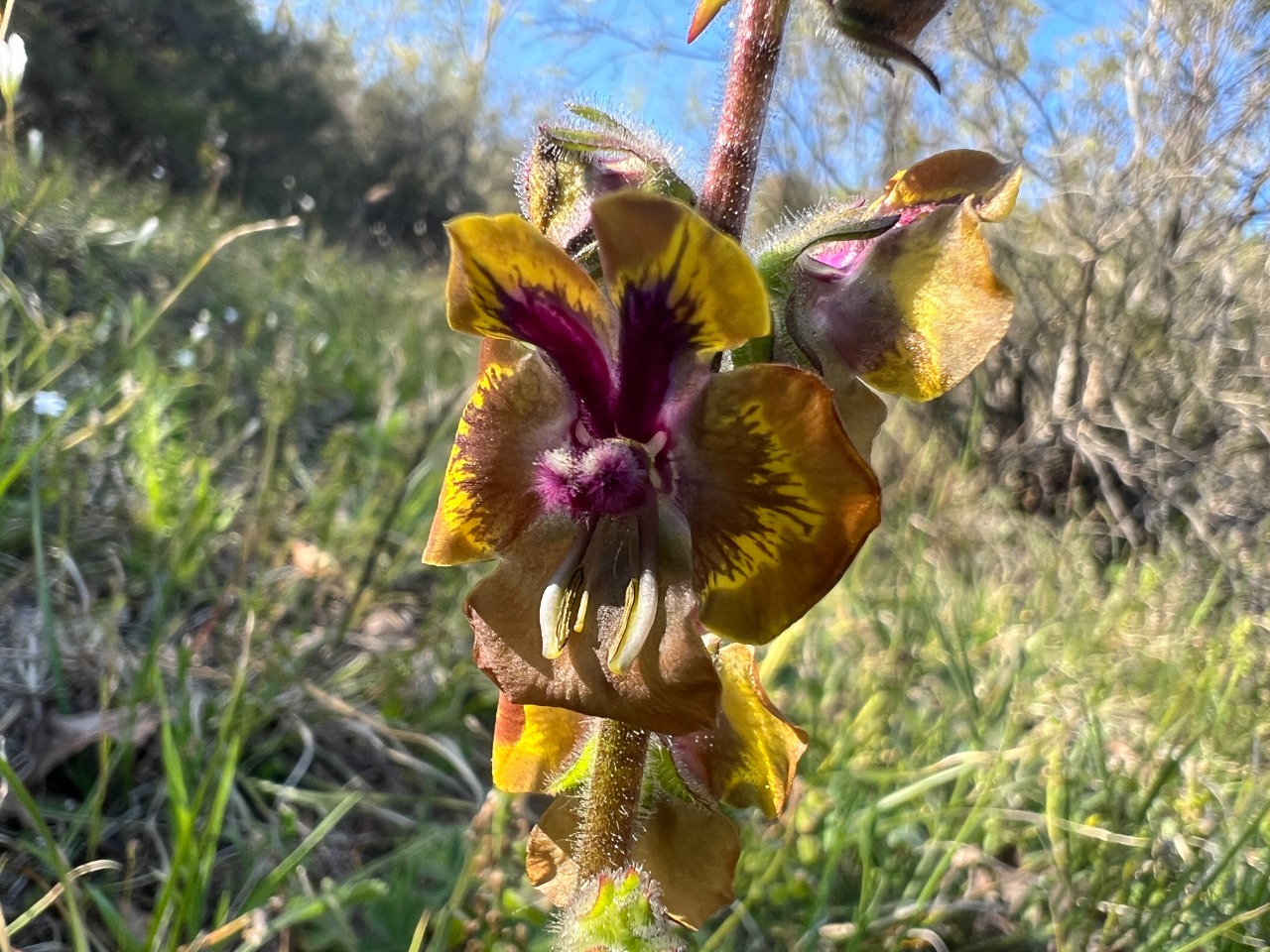 Verbascum bugulifolium