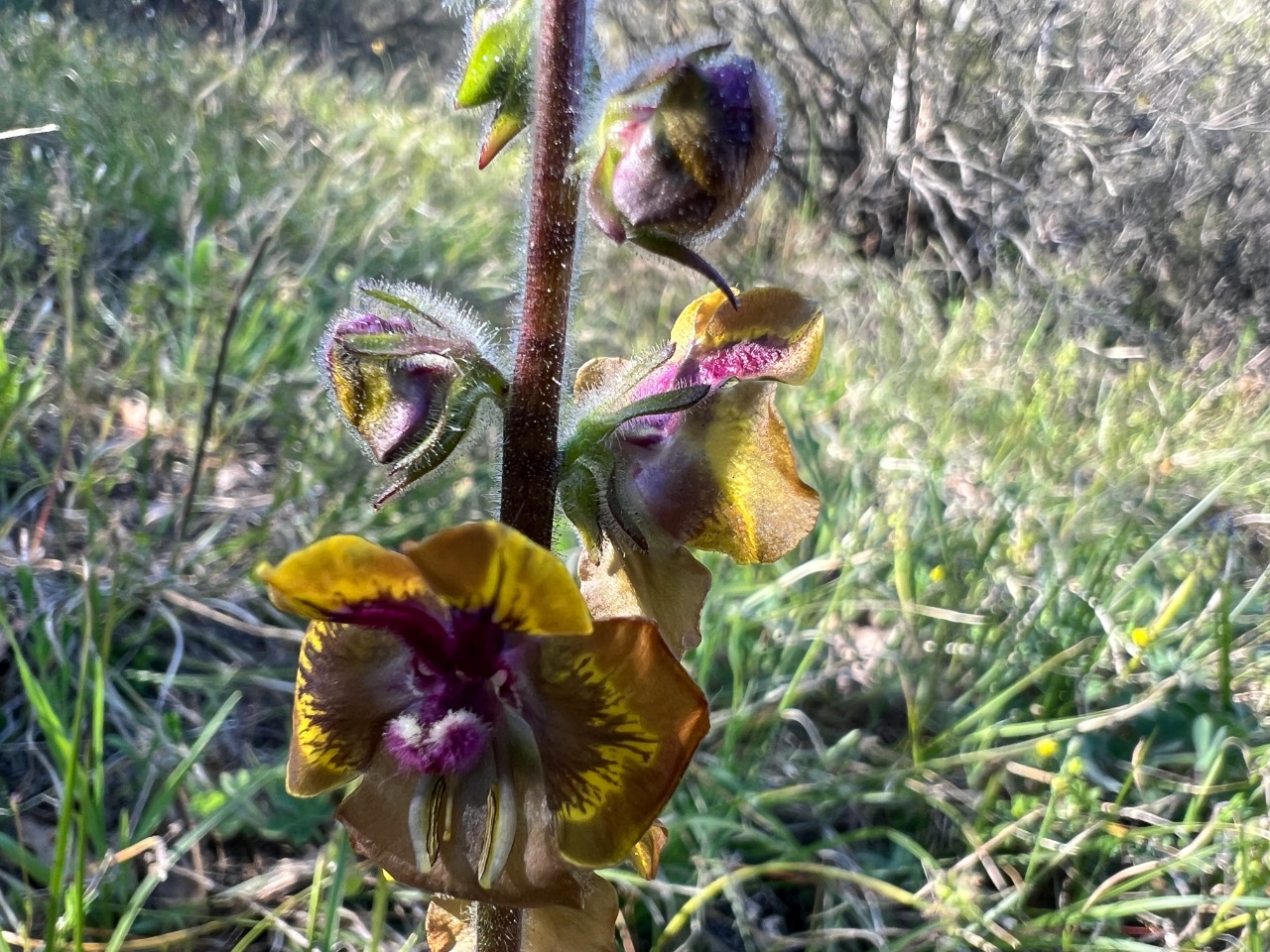 Verbascum bugulifolium