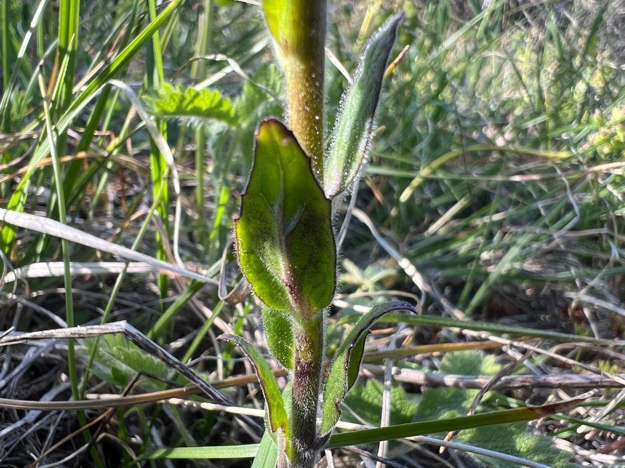 Verbascum bugulifolium