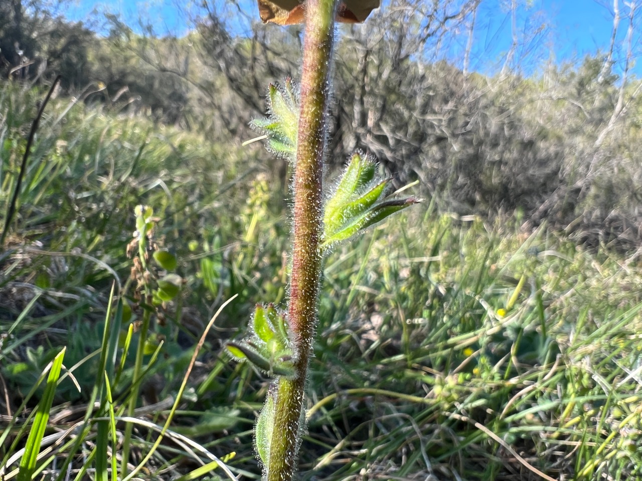 Verbascum bugulifolium