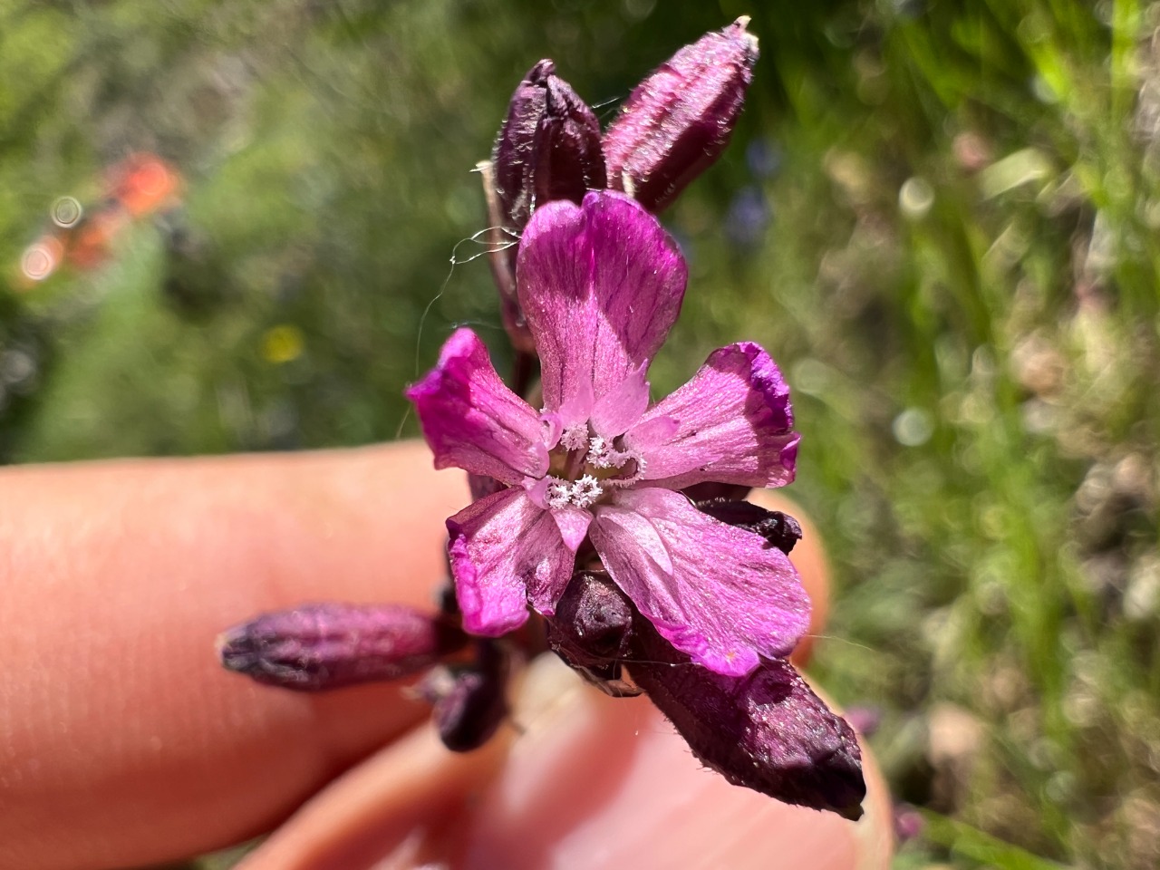 Silene viscaria