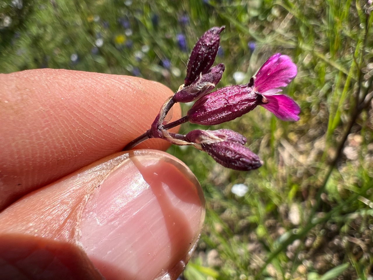 Silene viscaria