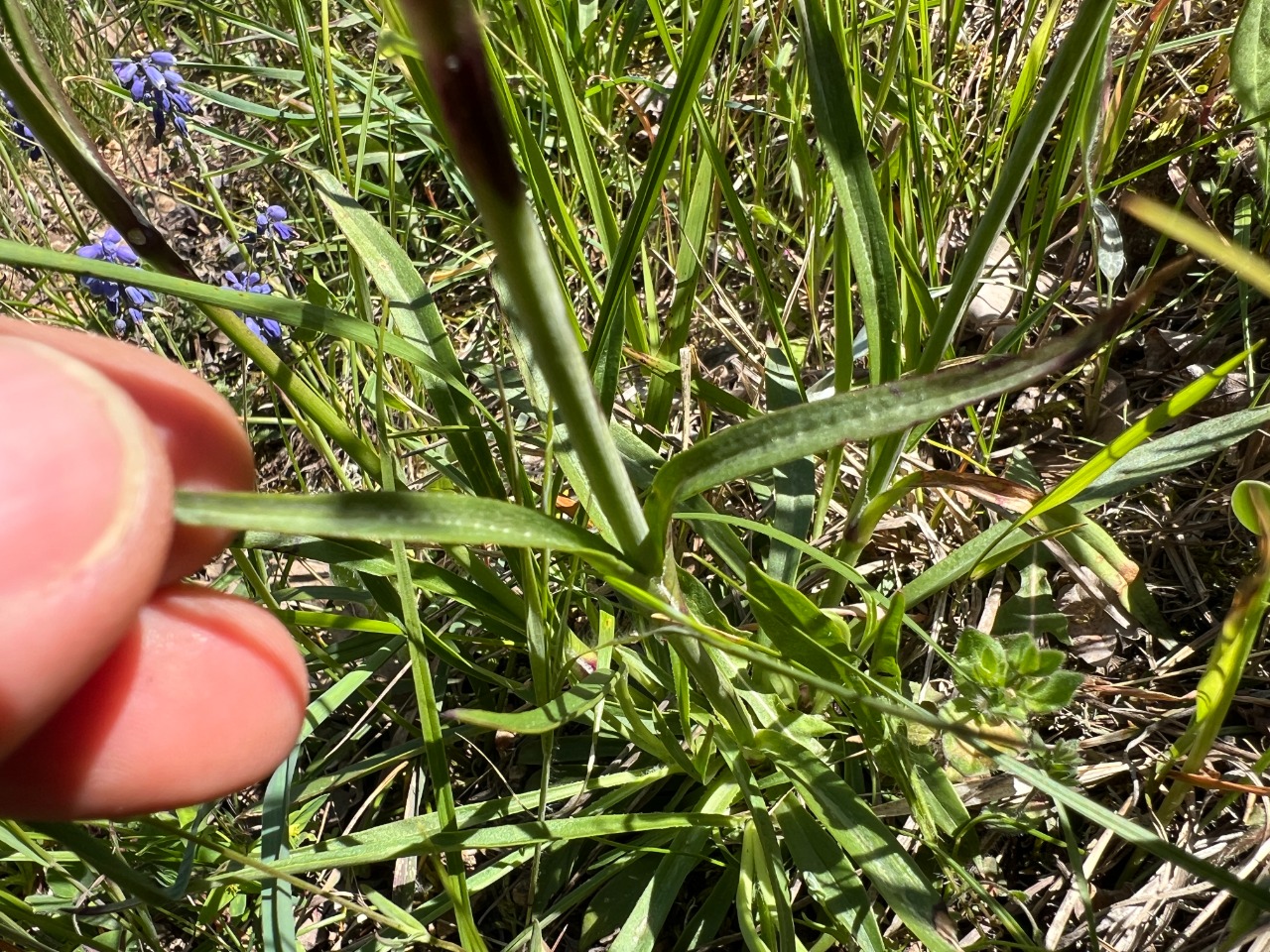 Silene viscaria
