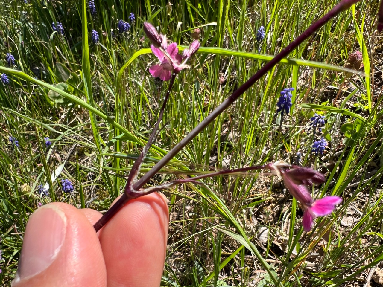 Silene viscaria