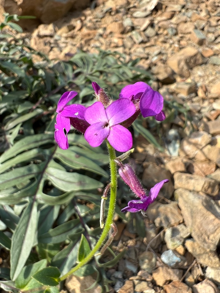 Hesperis anatolica