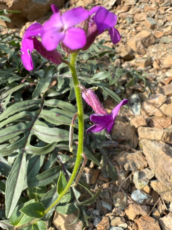 Hesperis anatolica