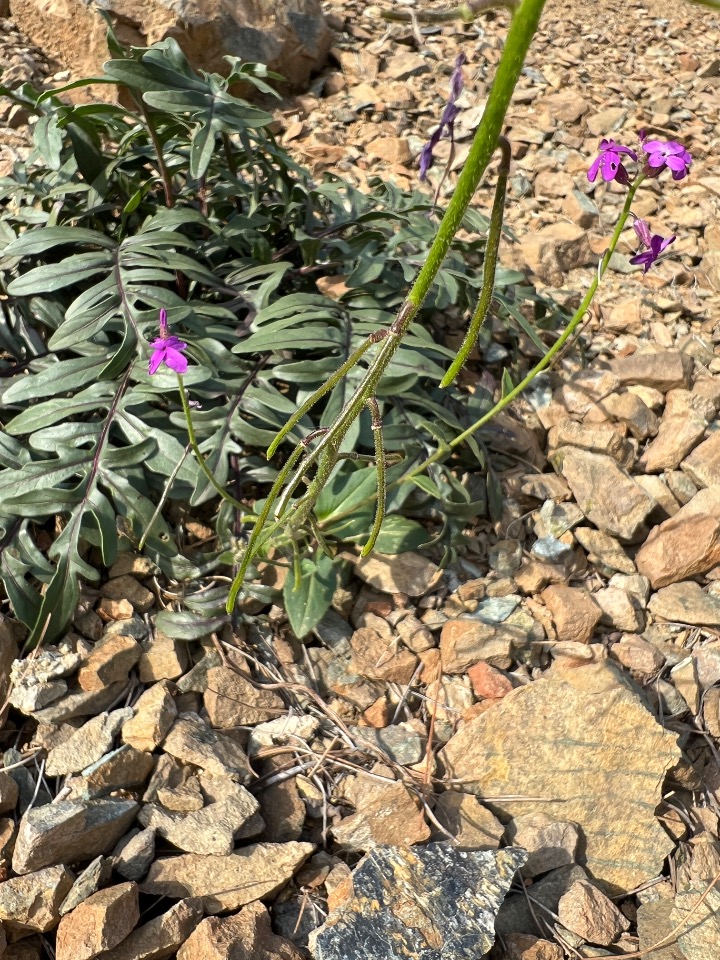 Hesperis anatolica