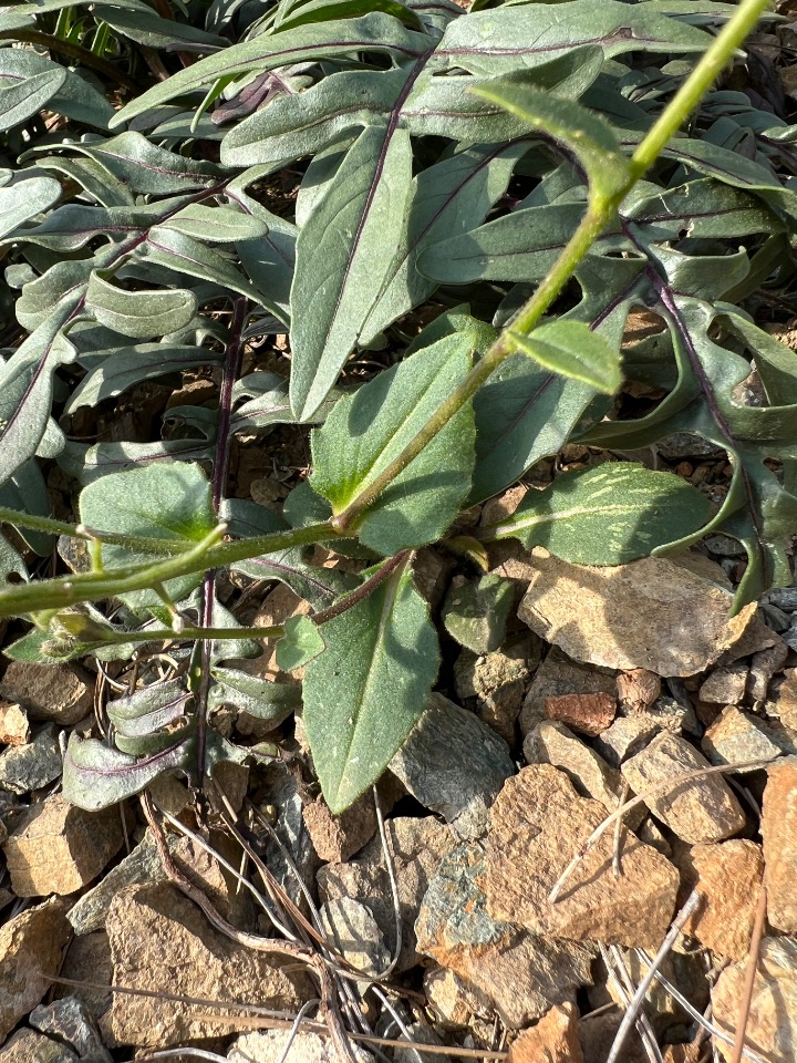 Hesperis anatolica