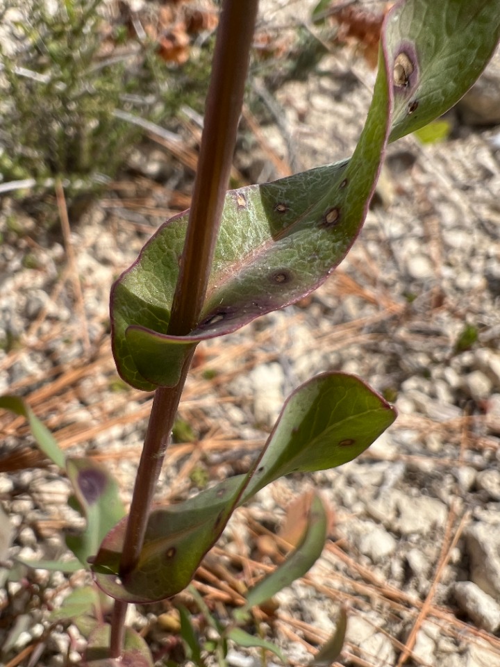 Klasea cerinthifolia