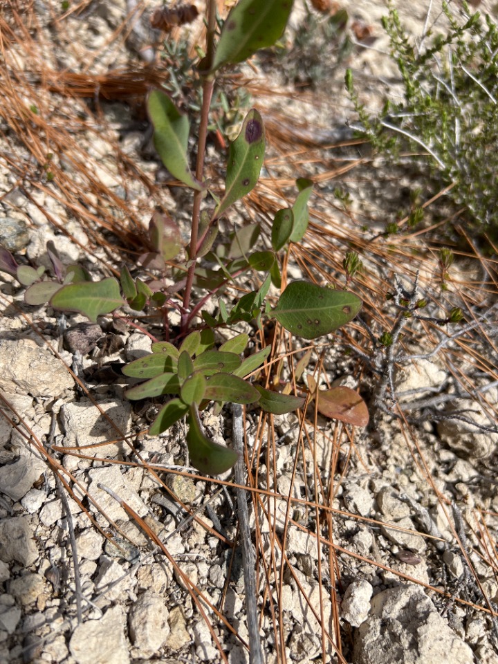 Klasea cerinthifolia