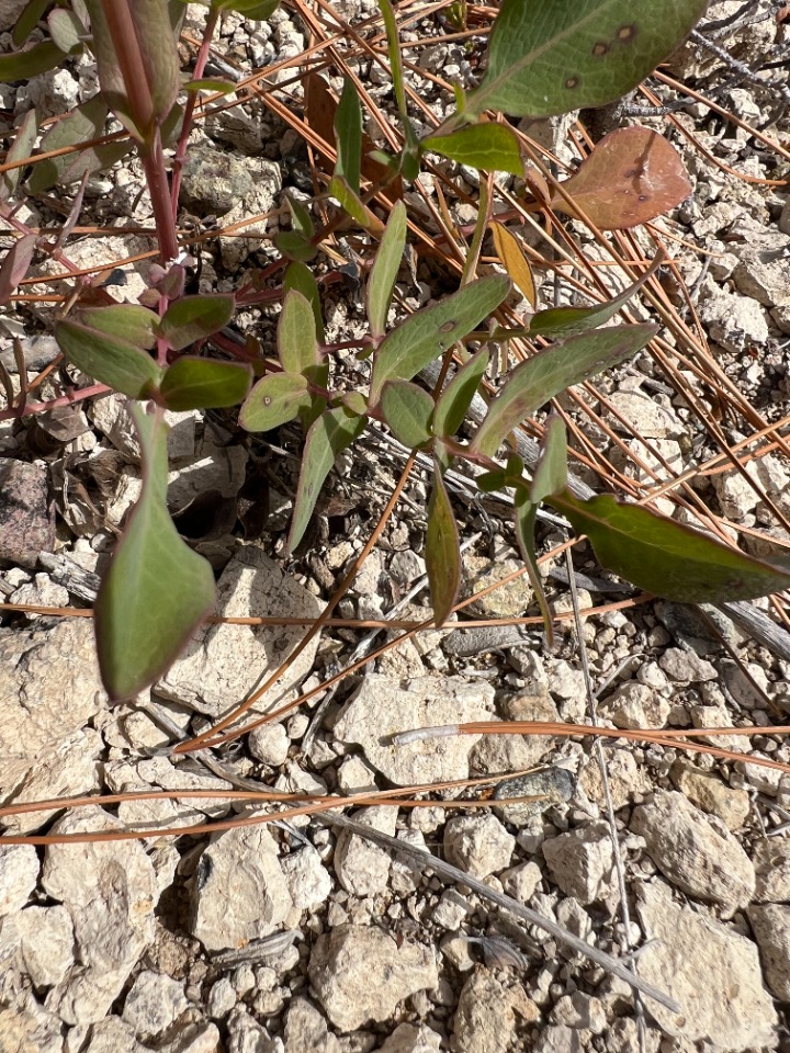 Klasea cerinthifolia