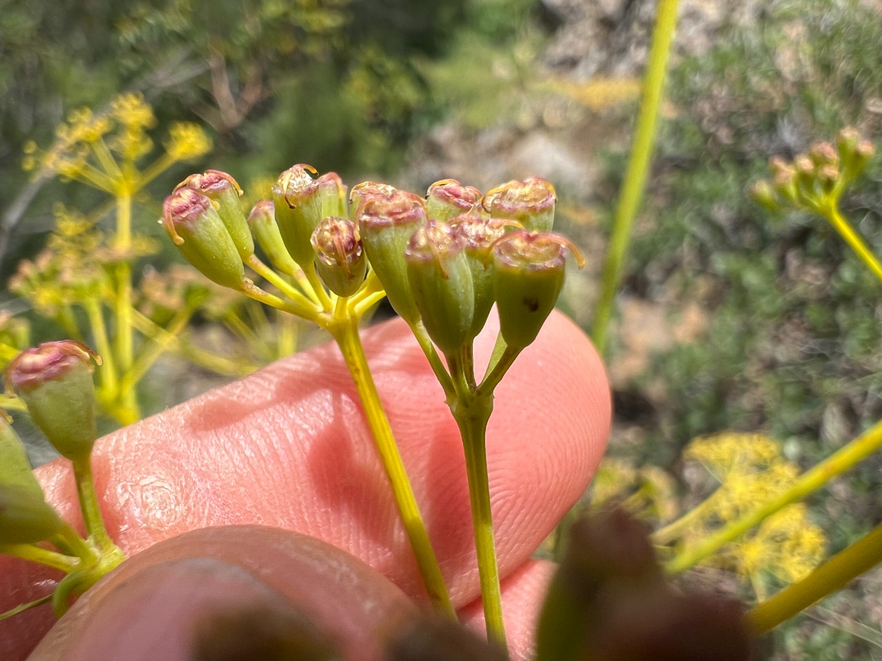 Ferula hermonis