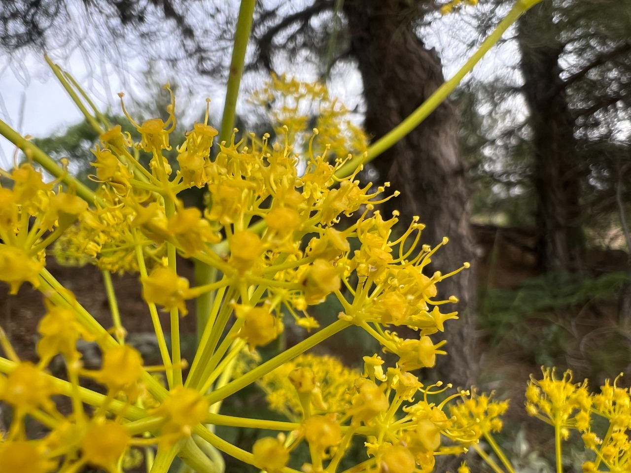 Ferula hermonis