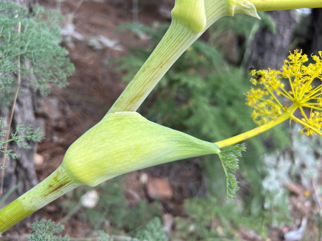 Ferula hermonis