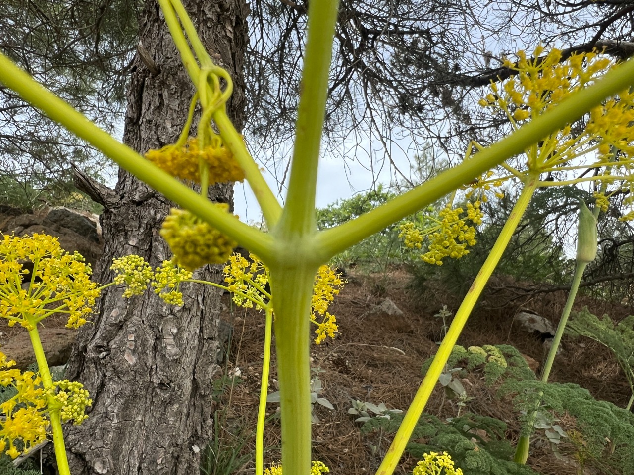 Ferula hermonis