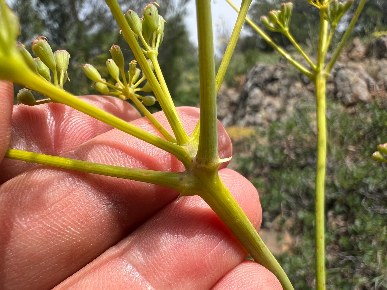 Ferula hermonis