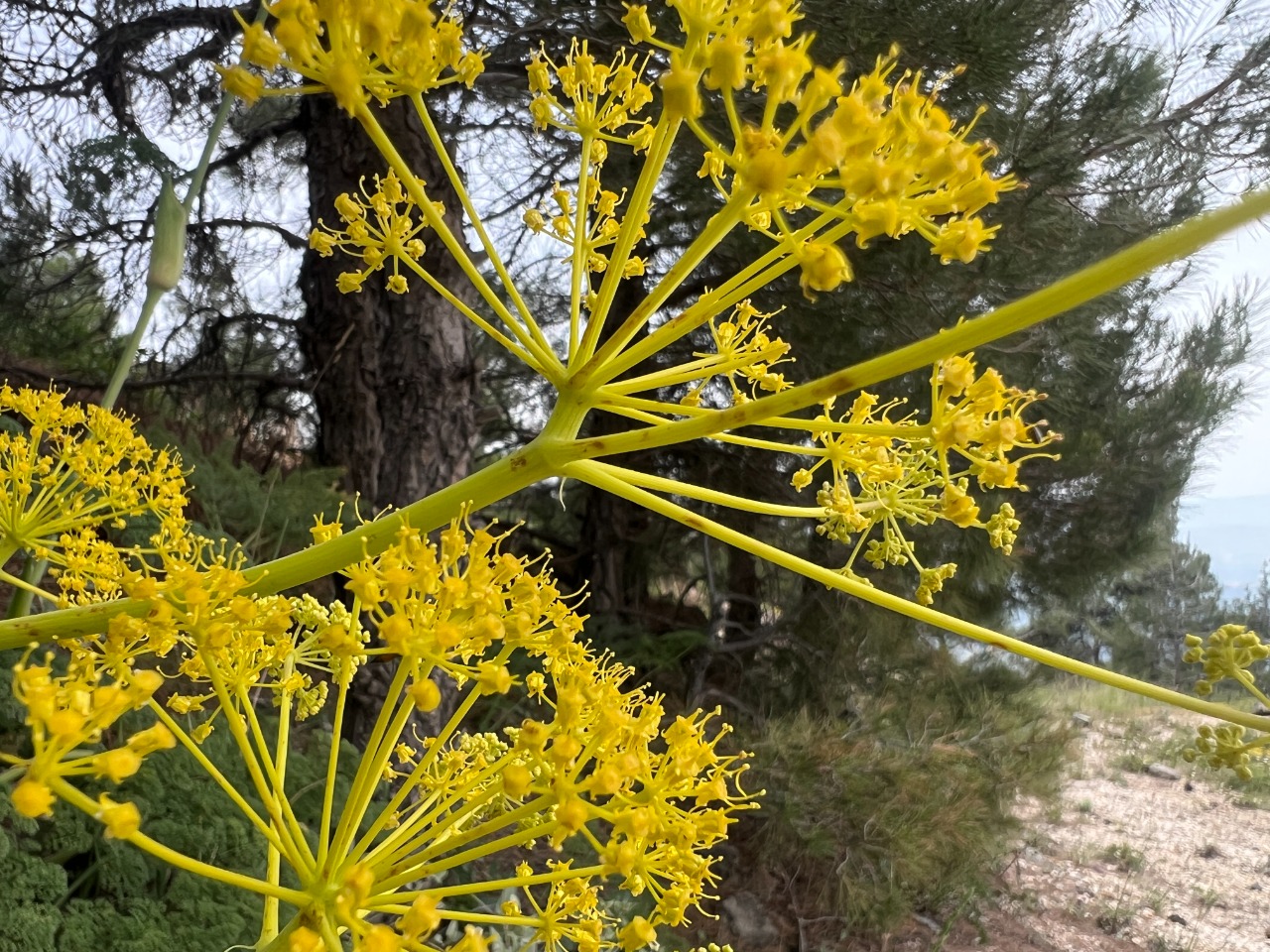 Ferula hermonis
