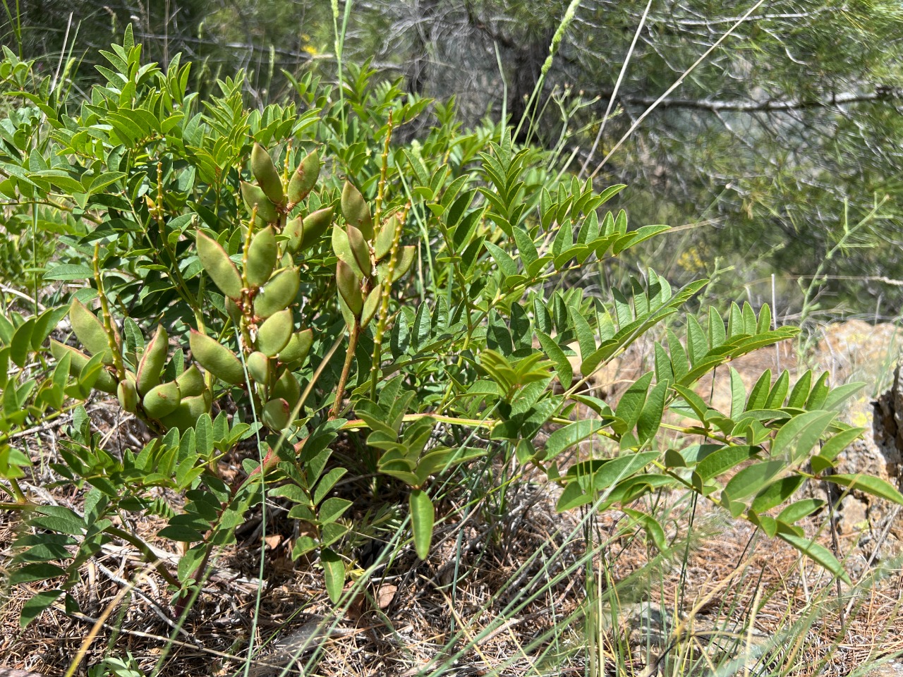 Glycyrrhiza flavescens