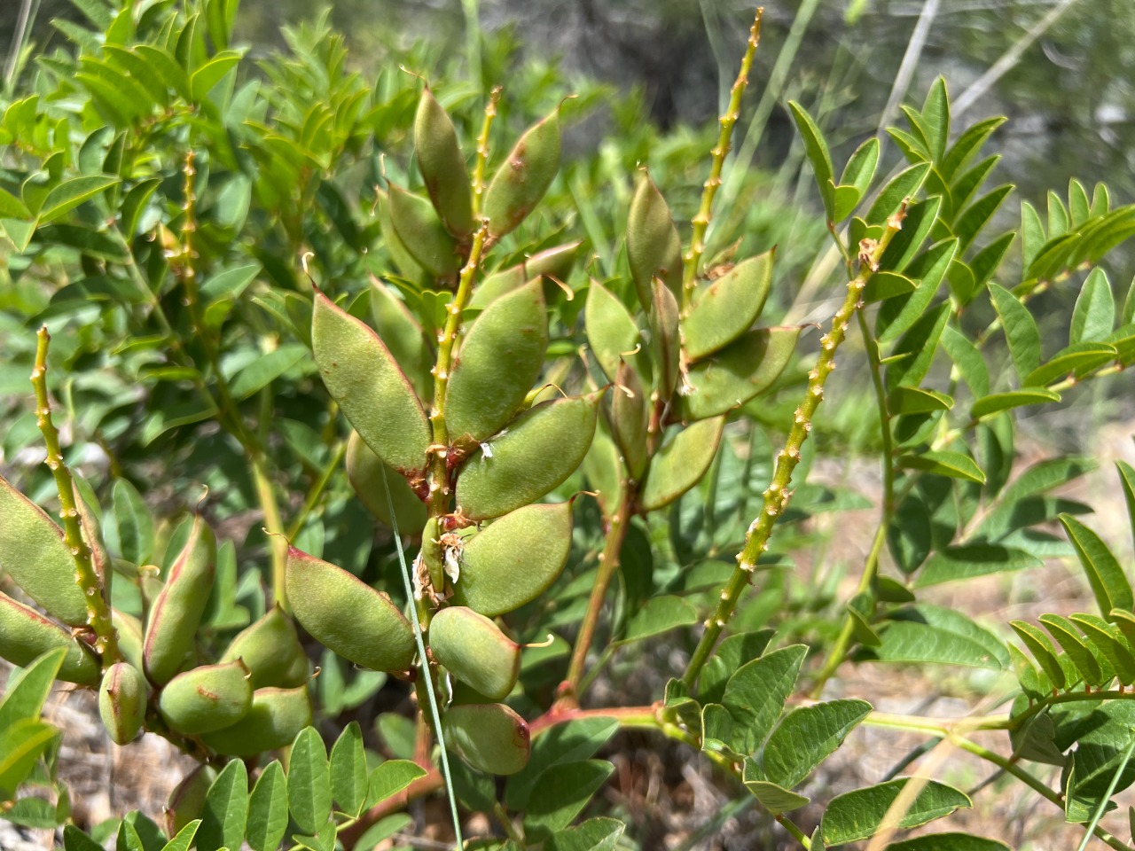 Glycyrrhiza flavescens