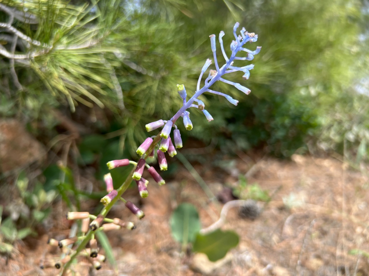 Muscari babachii