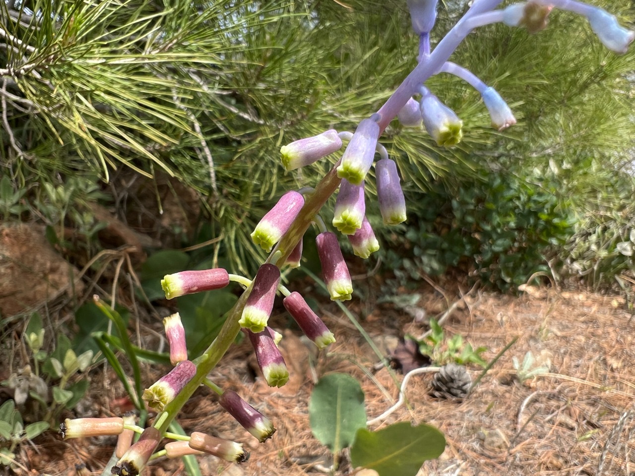 Muscari babachii