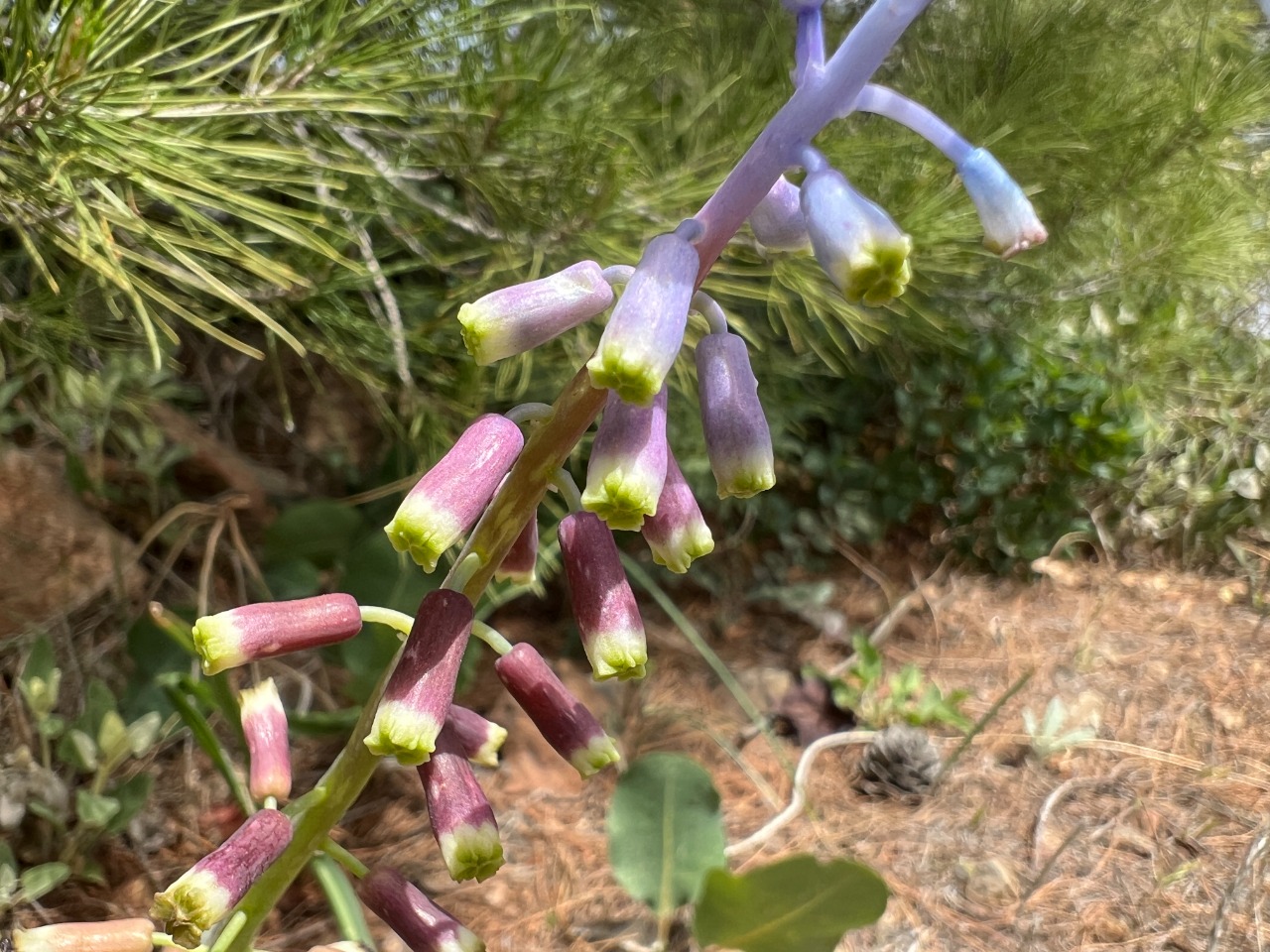 Muscari babachii
