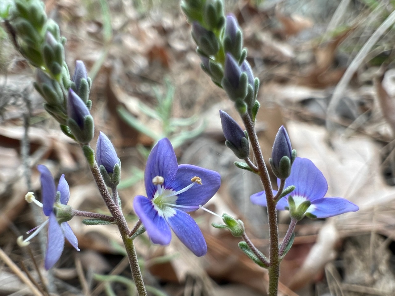 Veronica thymoides