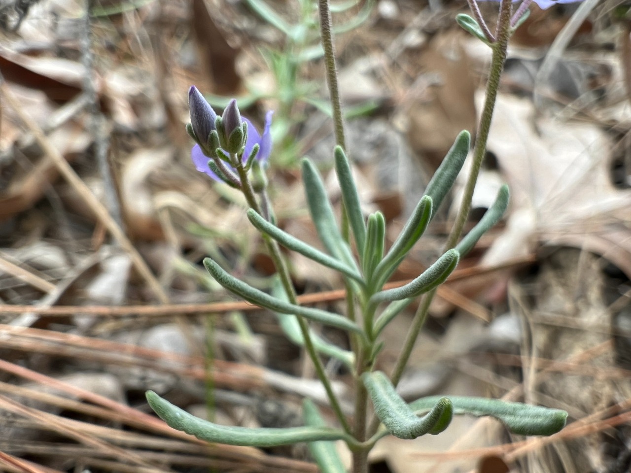 Veronica thymoides