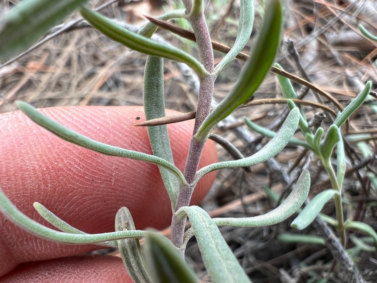 Veronica thymoides