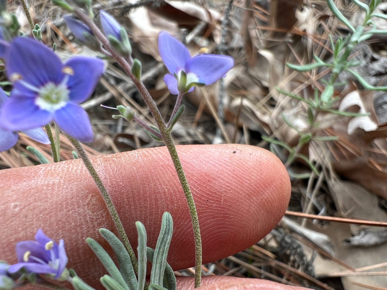 Veronica thymoides
