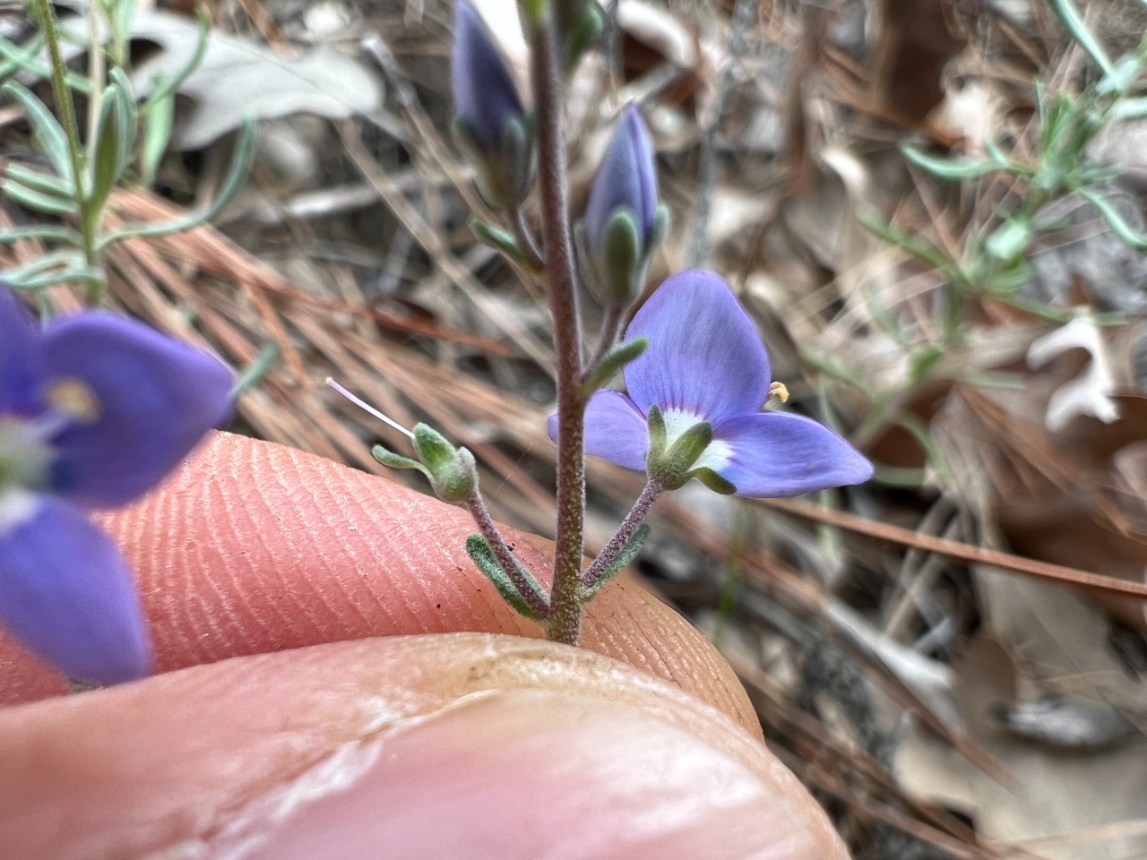 Veronica thymoides