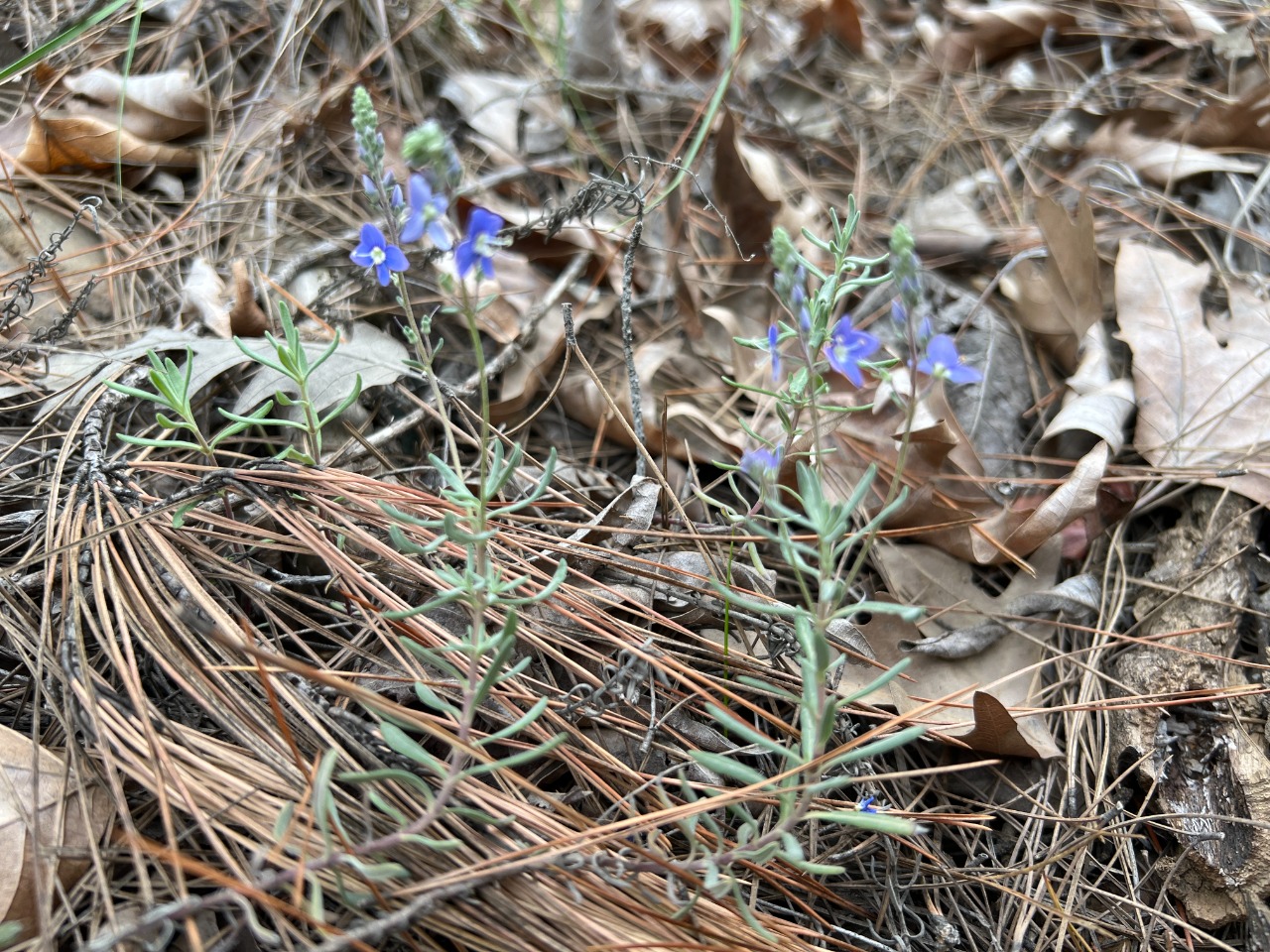 Veronica thymoides